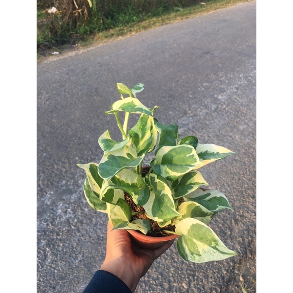 Trầu bà cẩm thạch lá lớn