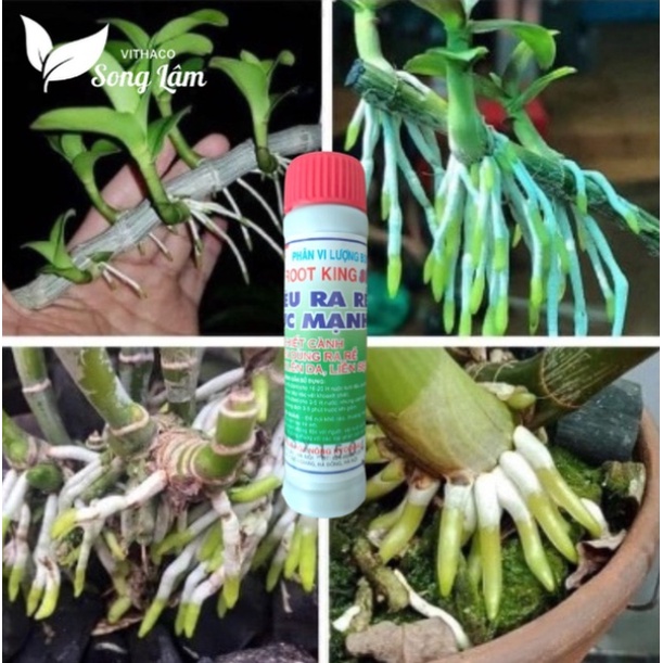 Kích Rễ Cực Mạnh Root King  Chế Phẩm Kích Rễ, Giâm Cành, Phun Lá CHÍNH HÃNG PHAMART
