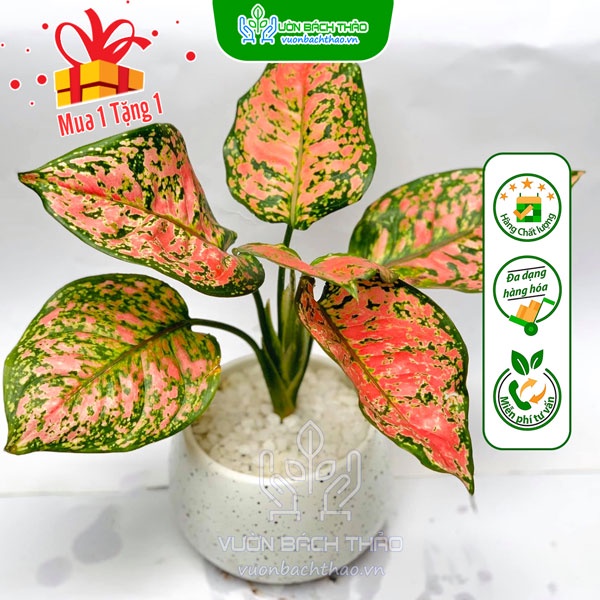 Cây Vạn Lộc Để Bàn