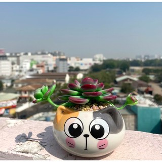 Sen đá bằng đất sét chậu mèo siêu cưng