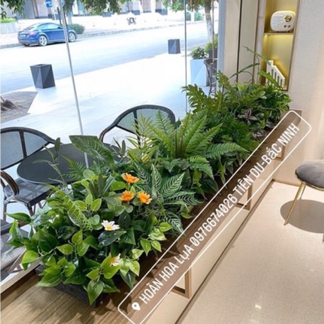 Cây Gỉa_Cây Tiểu Cảnh Trang Trí Nhà Cửa, Sân Vườn, Decor Góc Chụp Ảnh Cực Đẹp