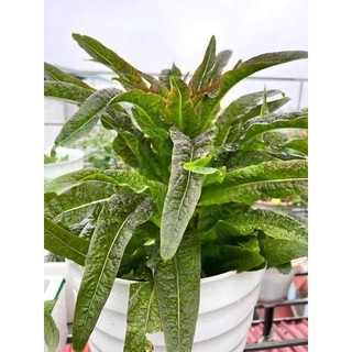 Hạt giống Rau diếp thơm (diếp tây, rau tiến vua,ngó xuân)