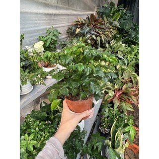 Hạnh phúc để bàn