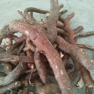 Hà thủ ô trắng
