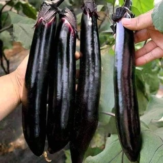 HẠT GIỐNG CÀ TÍM DÀI