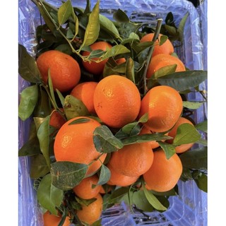 Quýt Úc lá vị ngọt không chua 1kg