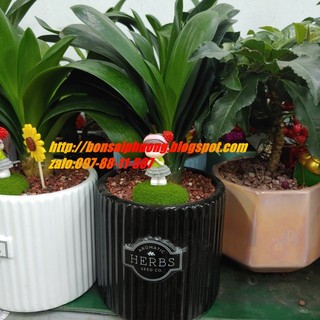 Cây lan quân tử MIX CHẬU để bàn
