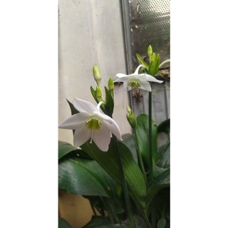 CỦ GIỐNG HOA  NGỌC TRÂM
