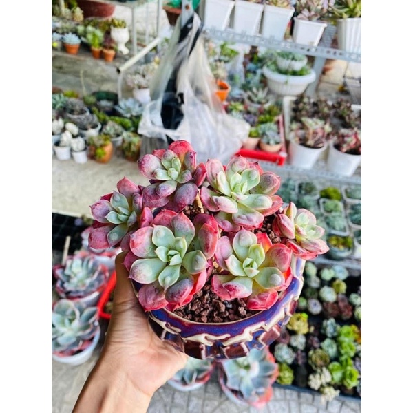 sen đá bò hạt thân thụ già