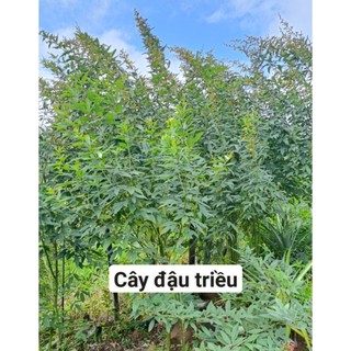 1kg Hạt đậu săng (đậu chiều)