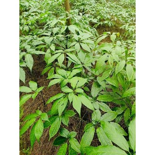 Cây Sâm Lai Châu( Sâm Ngọc Linh Lai Châu) 150g/cây