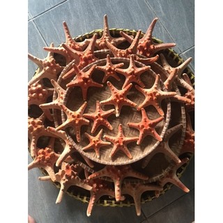 Sao biển đỏ khô