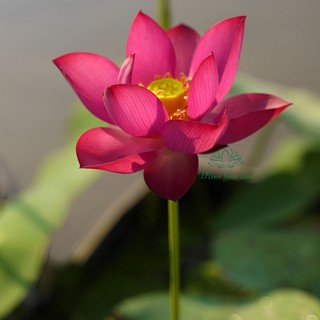 Củ giống sen mini Tú Mạc - Mini Garden