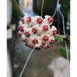 giò hoa lan cẩm cù lá trái tim chưa hoa
