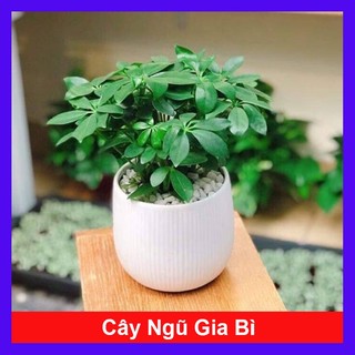 Cây Ngũ Gia Bì - Cây Đuổi Muỗi