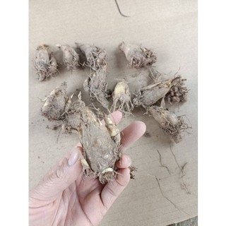 CỦ HUỆ MƯA - CỦ TÓC TIÊN