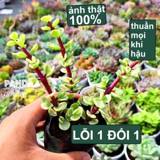 Sen Đá Đô La Trắng Size Bé 5-7cm Siêu Cute, Sen Đá PANDAA GARDEN Xuất Xứ Đà Lạt Khoẻ Đẹp, Thuần Mọi Khí Hậu, Lỗi 1 Đổi 1