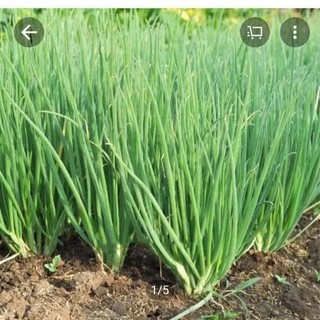 Hạt giống hành hương siêu đẻ nhánh hành ta