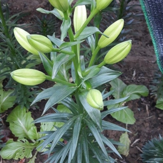 Củ ly kép, ly cao thơm Hà Lan