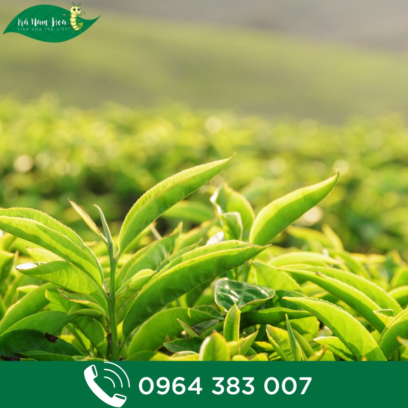 Combo 2 Gói Trà Xanh Túi Lọc Lài Hiệu Con Nai Vàng