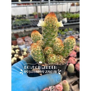 Cây thạch trụ thiên gai vàng_🌵hàng sẵn