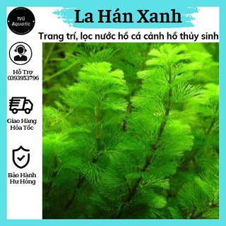 10 Nhánh rong la hán xanh trang trí bể thủy sinh, bể cá cảnh
