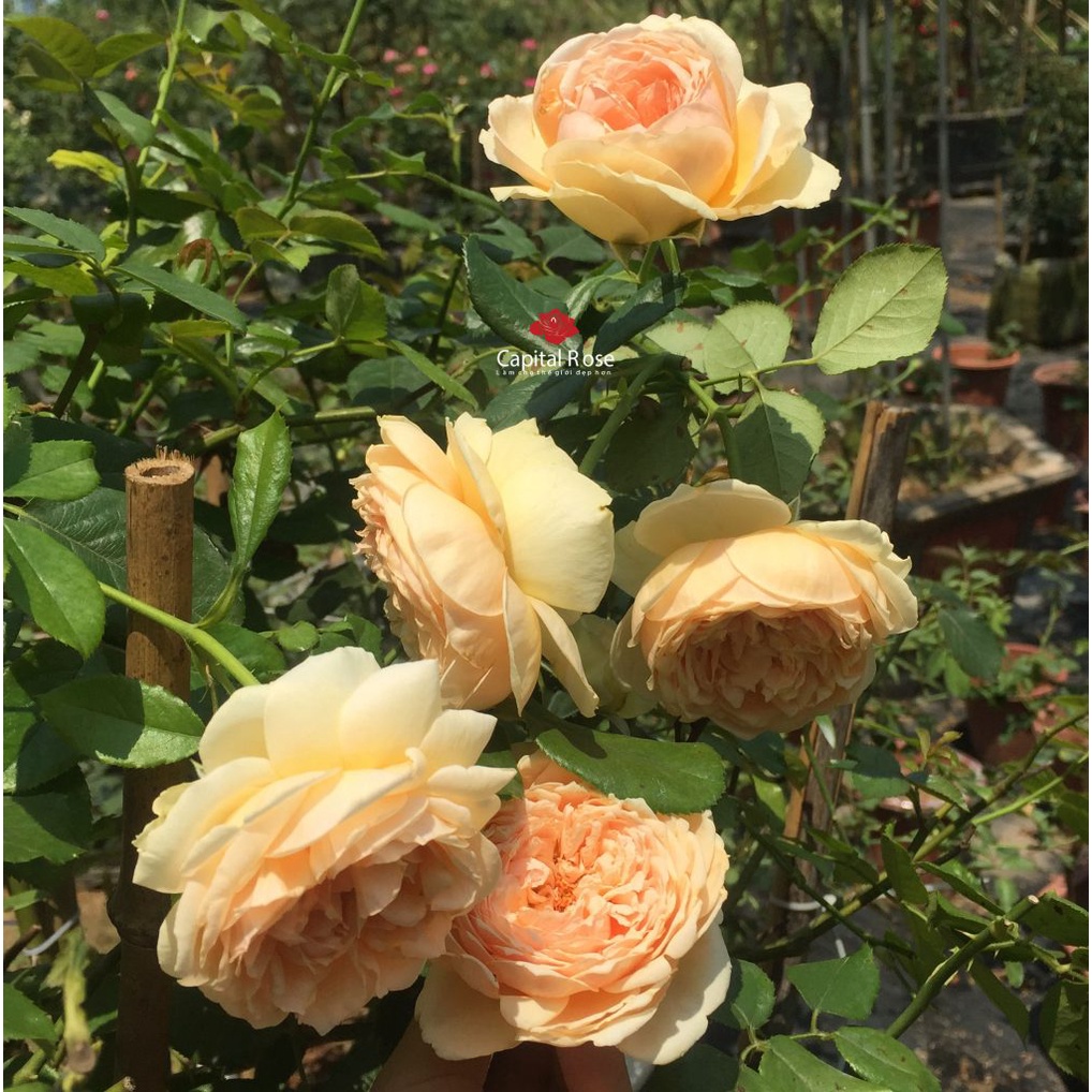 Hoa hồng leo Masora rose – Hoa hồng vàng mơ, thời tiết nóng hoa ngã vàng nhiều hơn