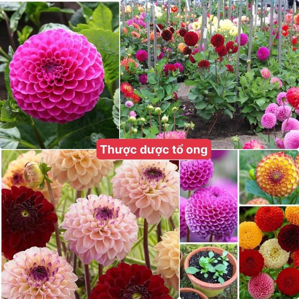HẠT GIỐNG HOA THƯỢC DƯỢC TỔ ONG MIX MÀU 100 hạt