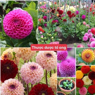 Hạt giống hoa thược dược tổ ong mix màu 100 hạt