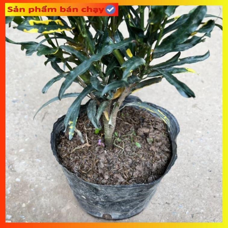 Cây cô tòng lá xoăn, vàng anh ruột gà cao 25cm, trang trí ban công, sân vườn