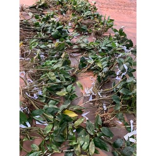 LAN KIỀU MỠ GÀ