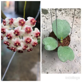 giò hoa lan cẩm cù lá trái tim chưa hoa