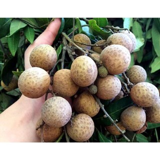 Cây giống nhãn tiêu da bò