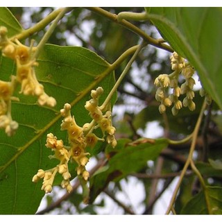 Cây gỗ sao đen giống
