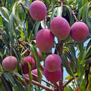 Cây xoài tím Ngọc vân giống
