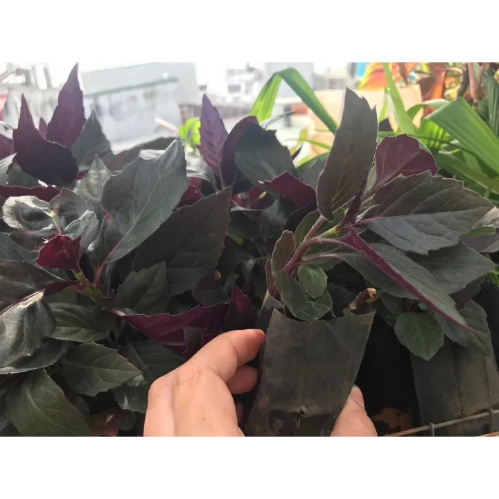 Cây giống bầu đất tía (Okinawa Spinach)