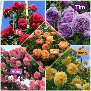GỐC CÂY HOA HỒNG LEO PHÁP BÔNG TO