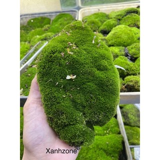 Rêu sao, rêu trồng bán cạn, rêu terarium ,rêu đắp bon sai, tiểu cảnh xanh đẹp