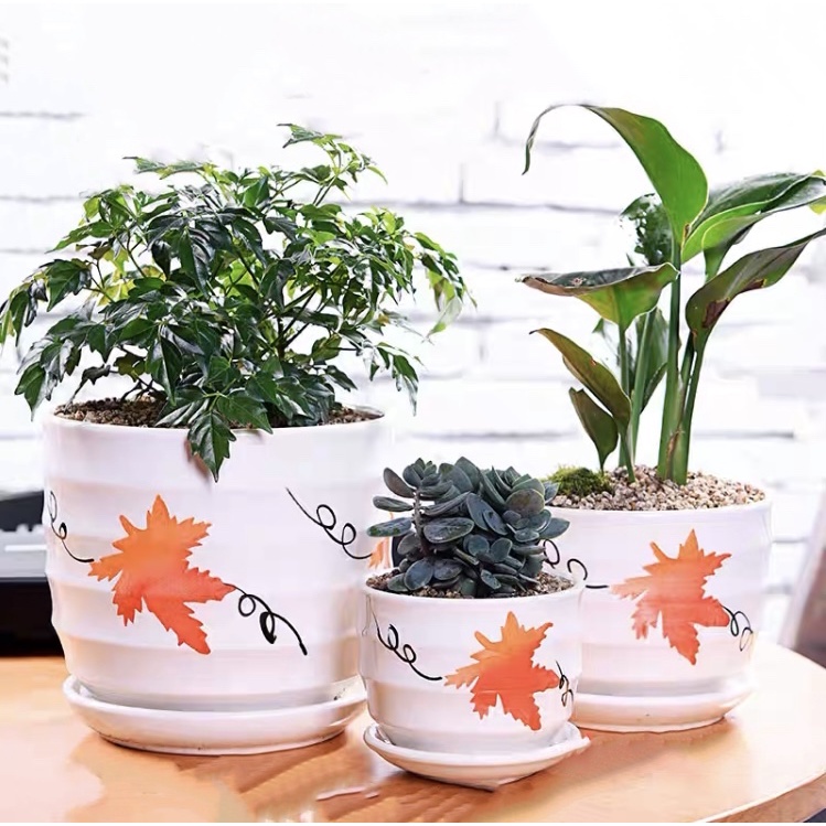 ( HCM) Chậu sứ trồng cây kèm đĩa hứng nước, trồng cây để bàn
