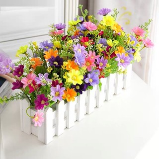 Bụi hoa cúc sao nhái đủ màu