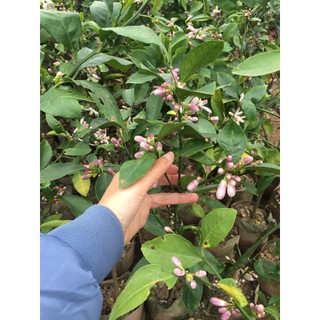 Cây giống chanh tứ quý