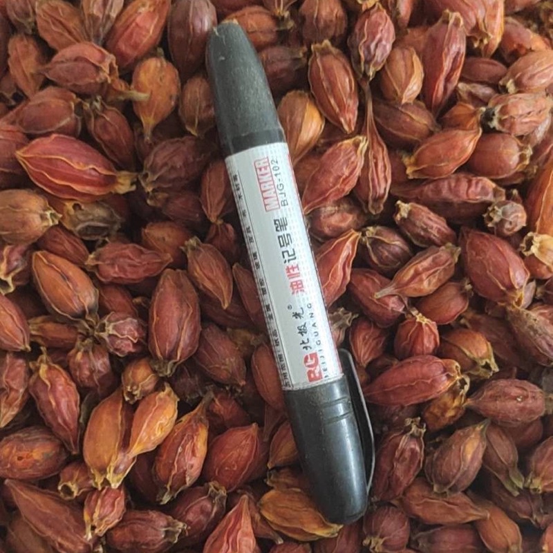 Quả dành dành sấy khô, quả to đậm màu