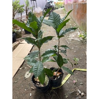 Chậu nhựa mềm Mai Xanh Thái  (cao 30 - 40 cm )