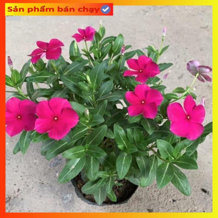 Cây hoa dừa cạn nhiều màu cao 15cm, hoa rực rỡ quanh năm@