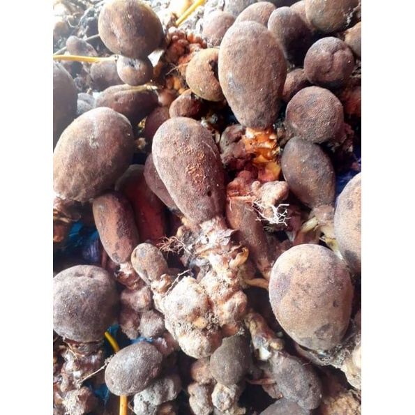 Nấm Ngọc cẩu tươi và khô 1kg