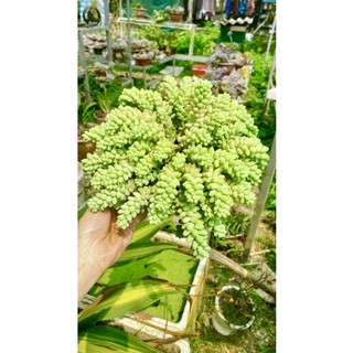 cây sen đá chuỗi ngọc