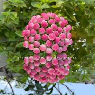 Nụ hoa đào- 1 bó 50 cái nụ