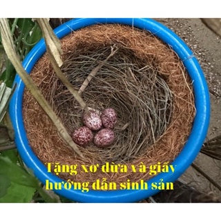 Tổ chim sinh sản cao cấp chống rỉ