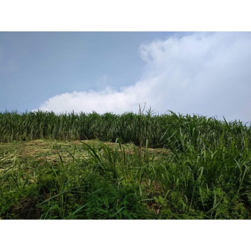 100 hom cỏ voi xanh