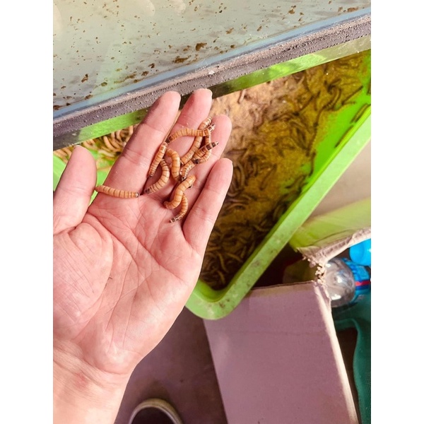 Sâu rồng tươi (k bảo hành) giao miền Bắc 100g